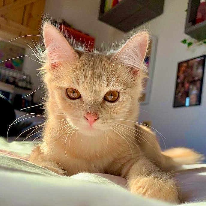 Vanille participe au concours pour gagner de l'argent avec cette photo : animal, bed, cat, close_up, cozy, cute, ears, eyes, feline, fur, home, indoor, kitten, pet, portrait, relaxing, soft, sunlight, whiskers, young