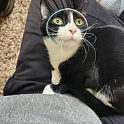 Millie is registered to the contest to win money with this photo: animal, black_and_white, carpet, casual, cat, closeup, clothing, curious, cute, domestic, feline, fur, indoor, lap, person, pet, relaxed, sitting, whiskers, yellow_eyes