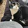 animal, black_and_white, carpet, casual, cat, closeup, clothing, curious, cute, domestic, feline, fur, indoor, lap, person, pet, relaxed, sitting, whiskers, yellow_eyes