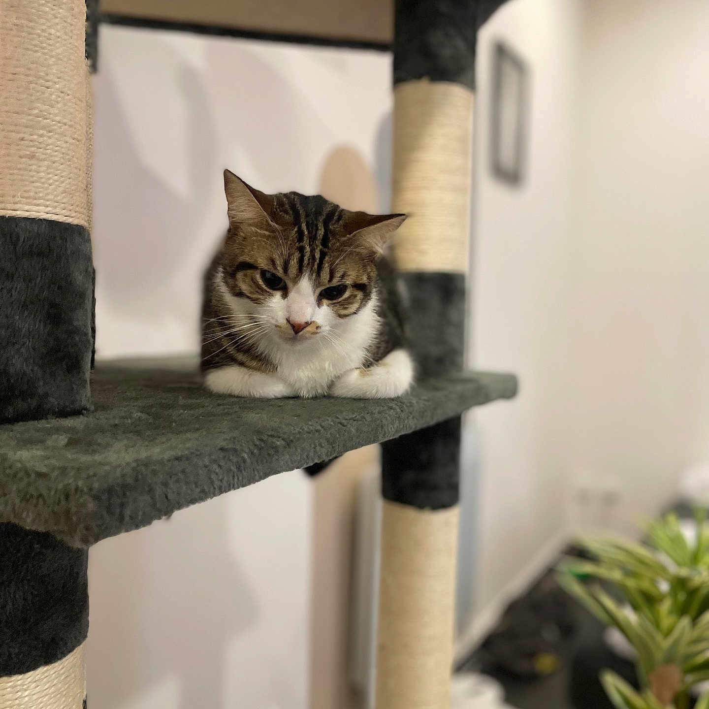 Kira participe au concours pour gagner de l'argent avec cette photo : cat, tabby, cat_tree, indoor, pet, feline, animal, resting, fur, ears, whiskers, paws, home, plant, blurred_background, cozy, cute, sitting, looking, relaxed
