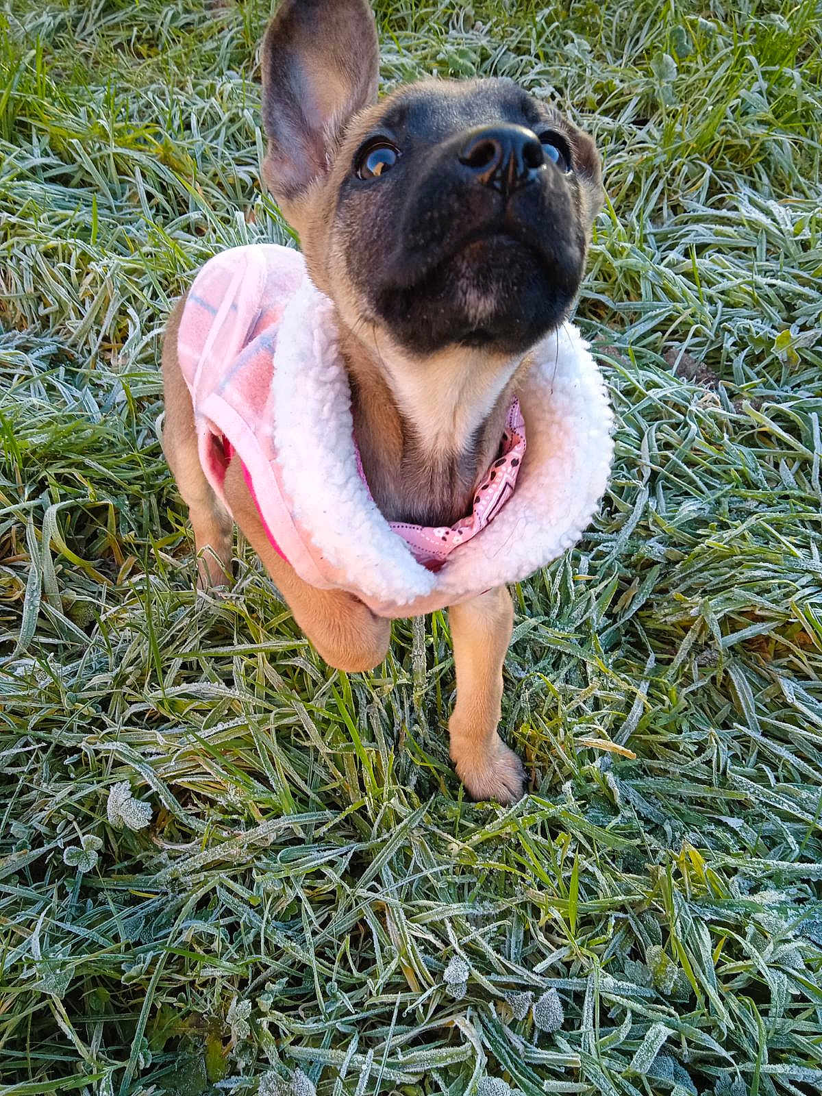 Nymeria