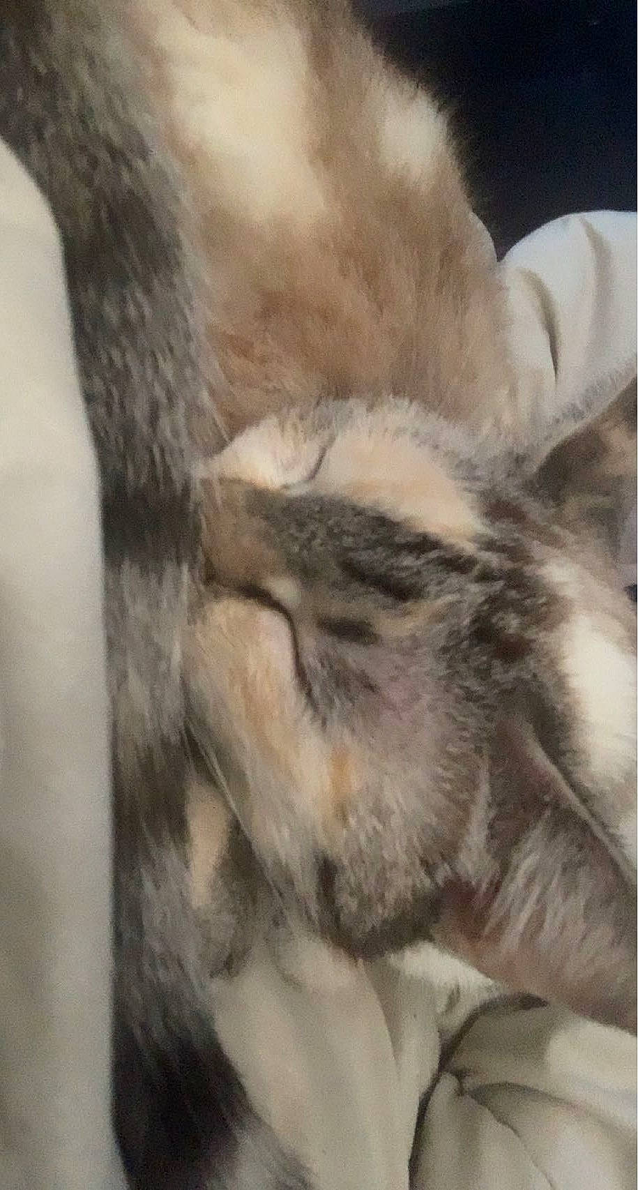 Kitty participe au concours pour gagner de l'argent avec cette photo : beak, claw, comfort, fawn, feather, felidae, fur, grey, macro_photography, paw, small_to_medium_sized_cats, snout, tail, terrestrial_animal, whiskers, wildlife