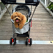 Milo is registered to the contest to win money with this photo: dog, pet_stroller, wooden_bridge, outdoor, curly_fur, happy, tongue_out, animal, four_wheels, metal_frame, leisure, cute, transport, daylight, nature, greenery, walkway, canine, pet, smiling