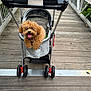 dog, pet_stroller, wooden_bridge, outdoor, curly_fur, happy, tongue_out, animal, four_wheels, metal_frame, leisure, cute, transport, daylight, nature, greenery, walkway, canine, pet, smiling