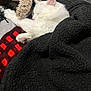 Santa Clause is registered to the contest to win money with this photo: animal, blanket, cat, closeup, comfort, cozy, cute, feline, fur, indoor, paw, pet, pink_nose, plush_toy, relaxation, resting, sleeping, soft_fur, warm, white_cat