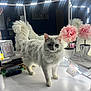 animal, beauty_products, cat, cute, decor, feline, fluffy_cat, frame, fur, home, indoor, light, mirror, pet, pink_flowers, reflection, table, vanity_table, whiskers, white_cat