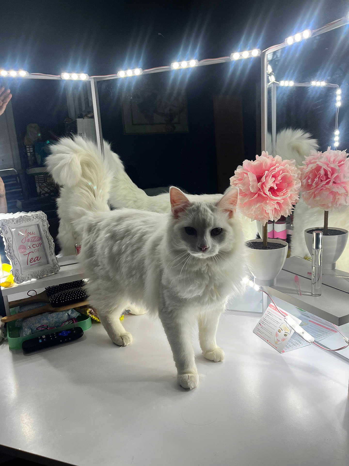 Santa Clause is registered to the contest to win money with this photo: animal, beauty_products, cat, cute, decor, feline, fluffy_cat, frame, fur, home, indoor, light, mirror, pet, pink_flowers, reflection, table, vanity_table, whiskers, white_cat