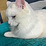 animal, bedroom, cat, close_up, cozy, domestic_cat, ear, face, fluffy, fur, indoor, pet, quilted_blanket, relaxed, resting, side_view, soft_lighting, teal_blanket, whiskers, white_cat
