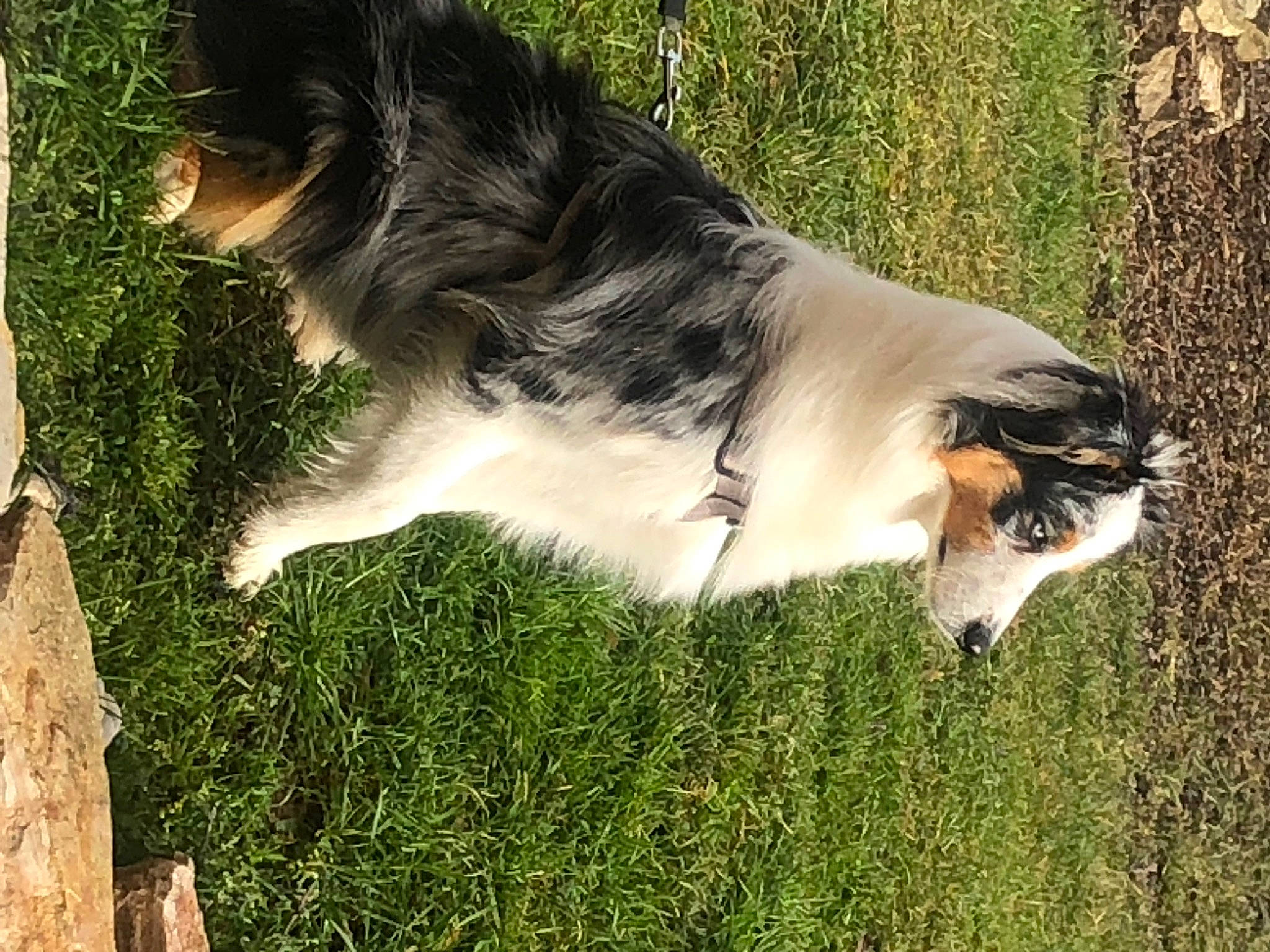 Snow a rejoint le concours — aidez-le/la à gagner de superbes lots ! canidae, carnivore, collie, companion_dog, dog, dog_breed, fawn, felidae, fur, grass, grass_family, herding_dog, plant, rough_collie, small_to_medium_sized_cats, snout, sporting_group, tail, terrestrial_animal, whiskers