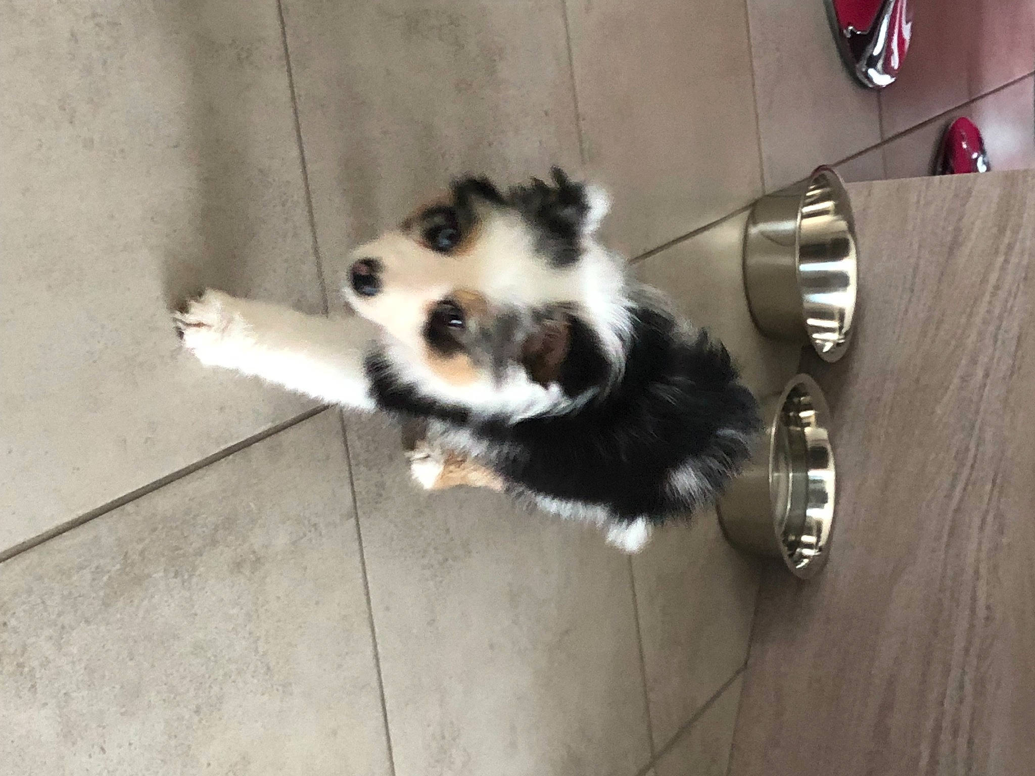 Snow participe au concours pour gagner de l'argent avec cette photo : canidae, carmine, carnivore, companion_dog, corgi_chihuahua, dog, dog_breed, dog_supply, floor, flooring, fur, german_spitz, german_spitz_klein, hardwood, sporting_group, tail, tire, toy_dog, wheel, working_animal