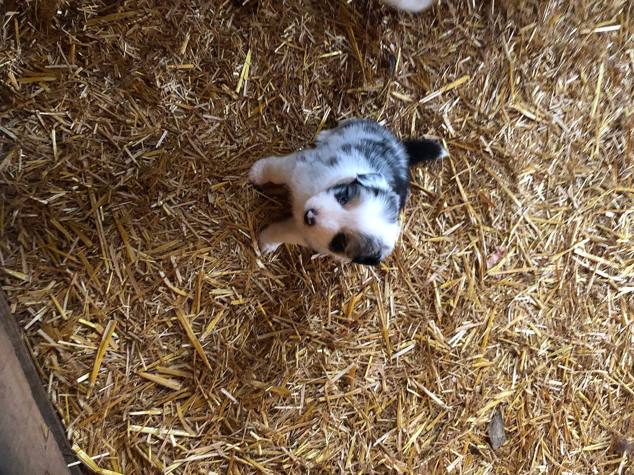 Snow a rejoint le concours — aidez-le/la à gagner de superbes lots ! canidae, dog_breed, domestic_rabbit, fawn, fur, grass, hay, livestock, paw, rabbit, rabbits_and_hares, snout, soil, sporting_group, straw, terrestrial_animal, whiskers, working_animal