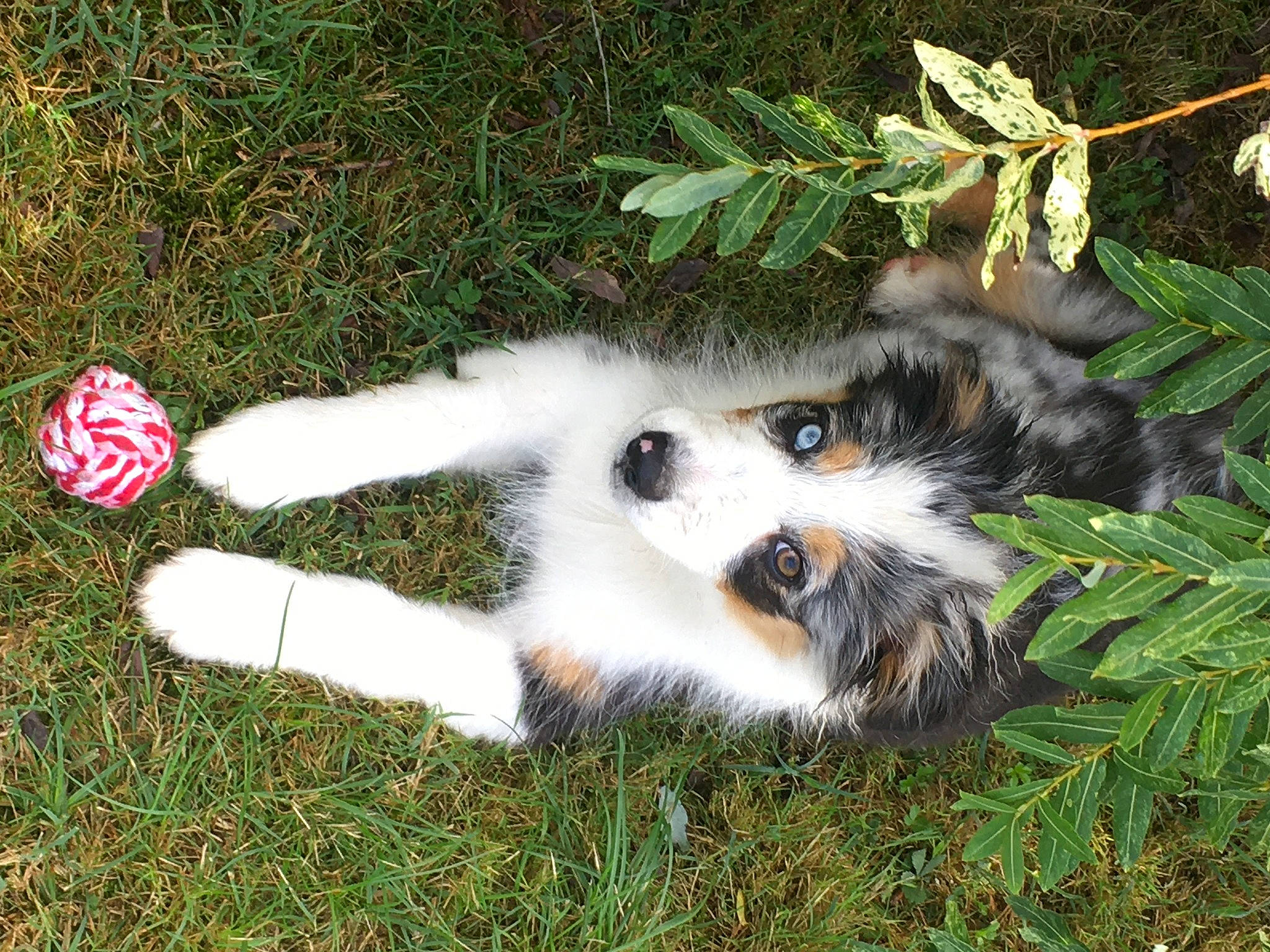 Snow a rejoint le concours — aidez-le/la à gagner de superbes lots ! ball, canidae, carmine, carnivore, christmas_ornament, companion_dog, dog, dog_breed, fawn, football, fur, grass, lemur, plant, snout, sporting_group, tail, terrestrial_animal, whiskers, wildlife