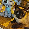 Stitch a rejoint le concours — aidez-le/la à gagner de superbes lots ! animal, blue_eyes, cat, close_up, curious, ears, face, feline, indoor, pet, plush_toy, reflection, siamese_cat, soft_toy, stitch, stuffed_animal, table, whiskers, wooden_surface, yellow_lighting
