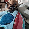 Stitch a rejoint le concours — aidez-le/la à gagner de superbes lots ! animal, blanket, blue_eyes, cat, close_up, colorful, couch, cozy, curious, cute, domestic, ears, face, furniture, indoor, pet, plush_pillow, siamese_cat, soft_lighting, whiskers
