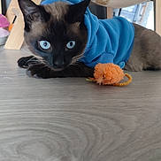 Stitch a rejoint le concours — aidez-le/la à gagner de superbes lots ! animal, blue_hoodie, cat, close_up, cozy, crouching, cute, domestic, ears, eyes, focused, furniture, household, indoor, pet, playing, siamese_cat, toy_mouse, whiskers, wooden_floor