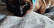 Stitch a rejoint le concours — aidez-le/la à gagner de superbes lots ! animal, blanket, blue_eyes, cat, close_up, clothing, cozy, cute, ears, feline, fur, indoor, pet, portrait, relaxed, resting, siamese_cat, sleepy, soft_texture, whiskers