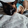 animal, blanket, blue_eyes, cat, close_up, clothing, cozy, cute, ears, feline, fur, indoor, pet, portrait, relaxed, resting, siamese_cat, sleepy, soft_texture, whiskers