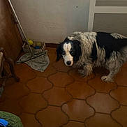 Elvira participe au concours pour gagner de l'argent avec cette photo : dog, indoor, floor, tile, mop, tennis_balls, box, black_and_white, pet, animal, furniture, wall, heater, cautious, flooring, cozy, corner, looking, standing, home