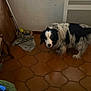 dog, indoor, floor, tile, mop, tennis_balls, box, black_and_white, pet, animal, furniture, wall, heater, cautious, flooring, cozy, corner, looking, standing, home