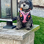 Mimi is registered to the contest to win money with this photo: animal, backyard, canine, dog, grass, jar, nature, outdoors, path, pet, plant, planter, pottedplant, pottery, puppy, rock, slate, vase, walkway, yard