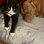 Kira participe au concours pour gagner de l'argent avec cette photo : cat, dog, black_and_white_cat, brown_dog, pet, indoor, blanket, resting, relaxed, fur, animal, companion, cute, cozy, texture, wood, wall, floor, household, friendship