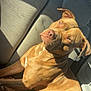 dog, brown_dog, car_interior, car_seat, sunlight, relaxed, pet, animal, canine, portrait, seated, looking, indoor, daylight, closeup, mammal, companion, domestic_animal, expression, fur