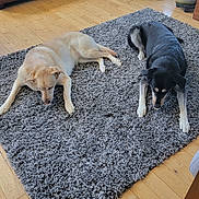 Captain And Darna is registered to the contest to win money with this photo: animal, black_dog, brown_dog, companion, cozy, curious, dog, domestic_animal, floor, furniture, home, indoor, living_room, pet, plant, relaxing, resting, rug, two_dogs, wood_floor