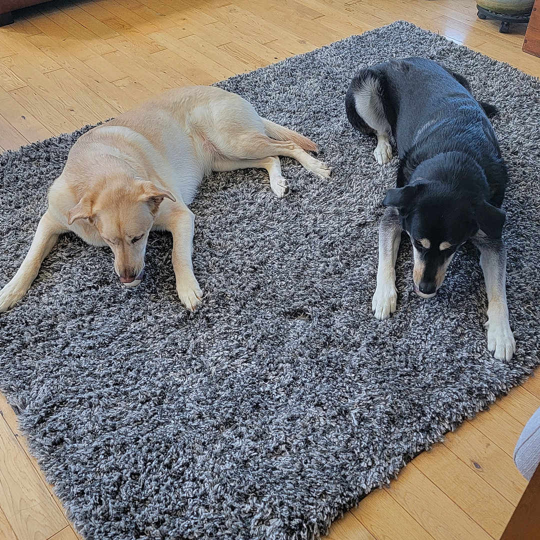 Captain And Darna is registered to the contest to win money with this photo: animal, black_dog, brown_dog, companion, cozy, curious, dog, domestic_animal, floor, furniture, home, indoor, living_room, pet, plant, relaxing, resting, rug, two_dogs, wood_floor