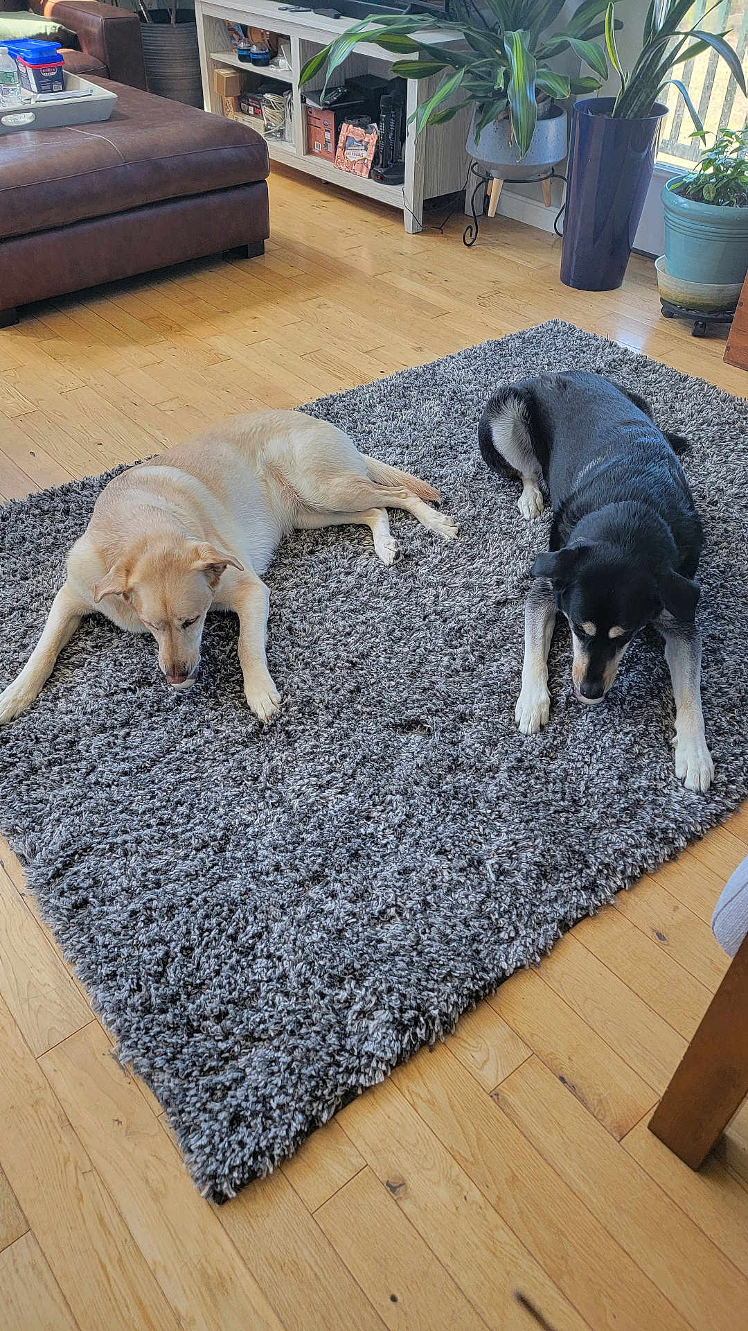 Captain And Darna is registered to the contest to win money with this photo: animal, black_dog, brown_dog, companion, cozy, curious, dog, domestic_animal, floor, furniture, home, indoor, living_room, pet, plant, relaxing, resting, rug, two_dogs, wood_floor