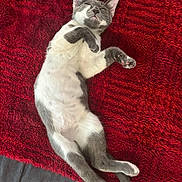 Nube is registered to the contest to win money with this photo: cat, grey_and_white, sleeping, relaxed, fluffy_rug, red_rug, indoor, pet, feline, cozy, resting, animal, cute, whiskers, paws, fur, adorable, lying_down, content, nap