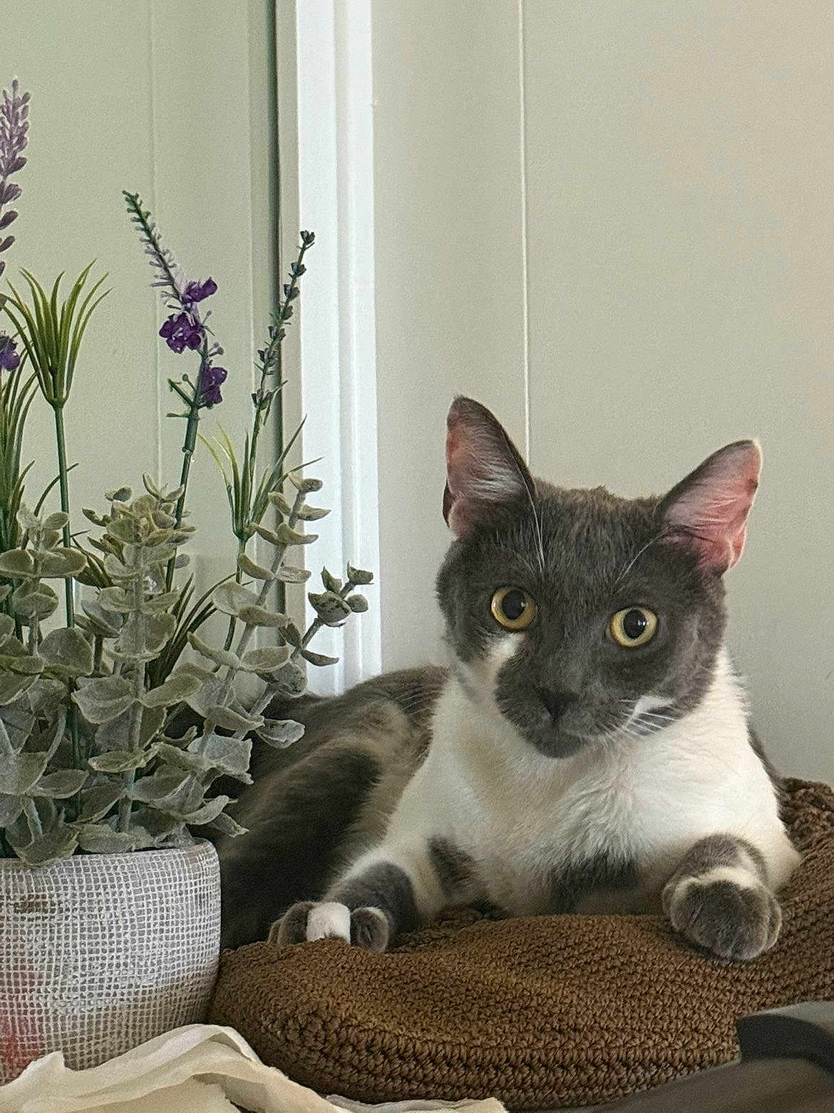 Nube is registered to the contest to win money with this photo: cat, gray_cat, white_cat, indoor, plant, potted_plant, knitted_cushion, relaxed, feline, pet, fur, ears, eyes, whiskers, resting, domestic_animal, home_decor, table, close_up, animal