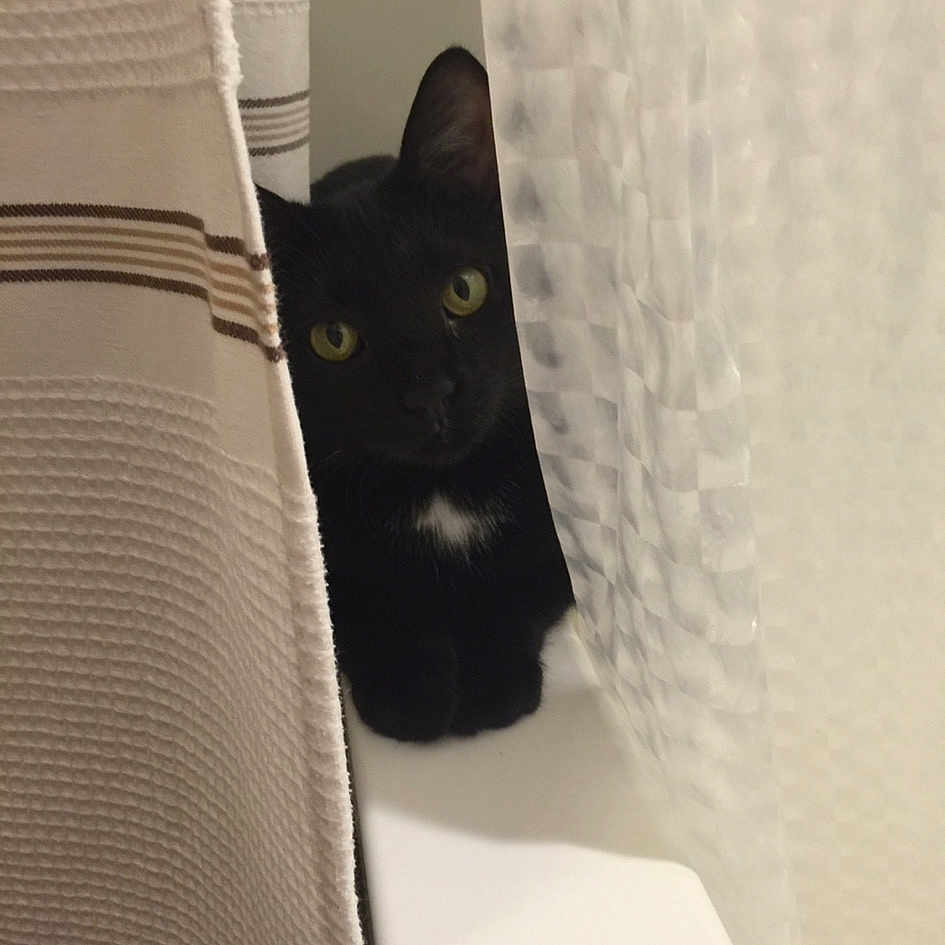 Bebe is registered to the contest to win money with this photo: black_cat, bombay, carnivore, cat, comfort, domestic_short_haired_cat, felidae, fur, grey, linens, monochrome_photography, paper_product, pattern, rectangle, small_to_medium_sized_cats, square, tail, terrestrial_animal, tints_and_shades, whiskers