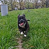dog, running, grass, path, outdoor, nature, happy, tongue_out, black_dog, white_paws, trees, field, canine, animal, playful, summer, pets, greenery, daytime, two_dogs