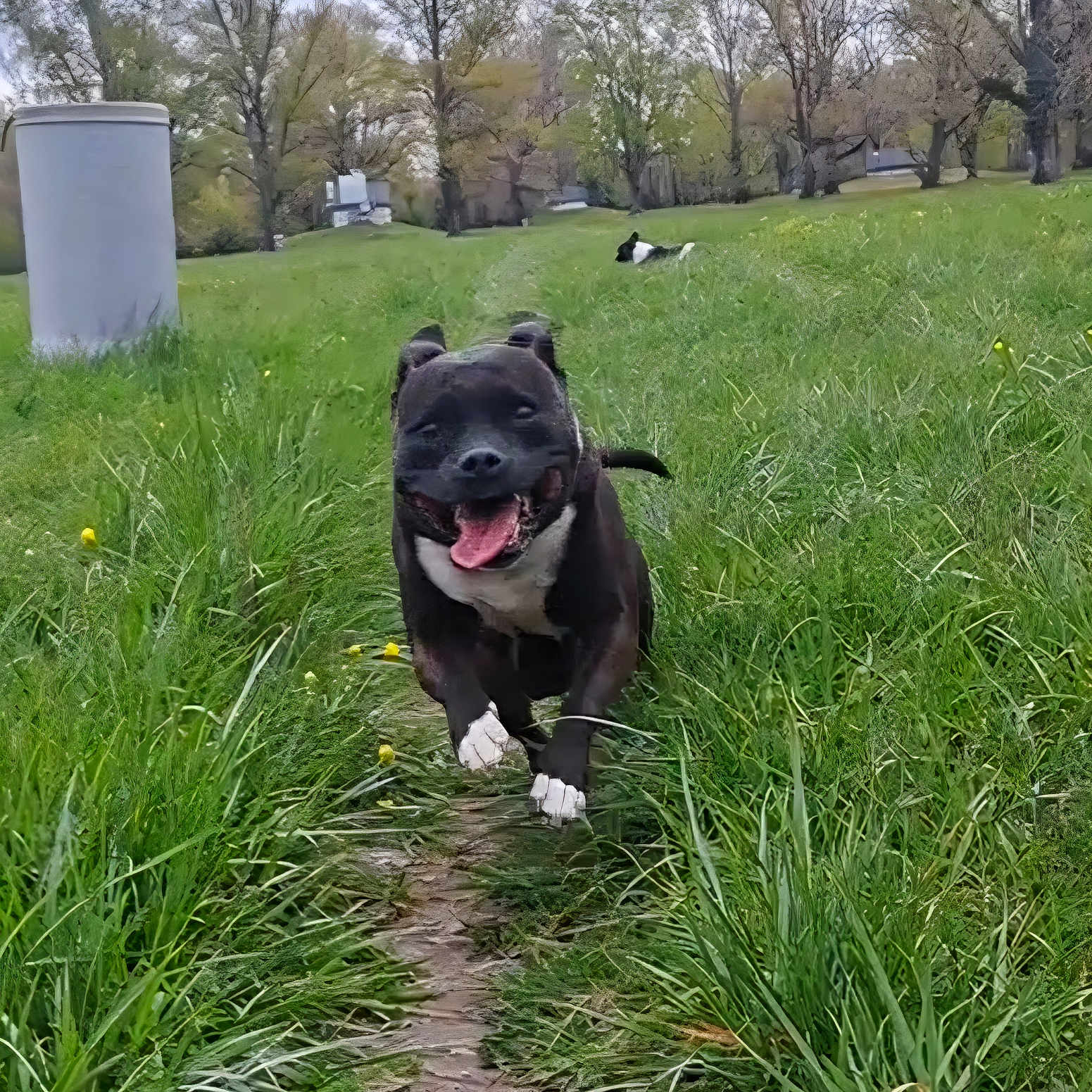 Perla participe au concours pour gagner de l'argent avec cette photo : dog, running, grass, path, outdoor, nature, happy, tongue_out, black_dog, white_paws, trees, field, canine, animal, playful, summer, pets, greenery, daytime, two_dogs