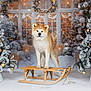 Tamaki participe au concours pour gagner de l'argent avec cette photo : akita, dog, sled, snow, winter, christmas_tree, ornaments, golden_baubles, frosted_trees, holiday, festive, wreath, lights, indoor, decorations, wooden_sled, pet, animal, cute, seasonal
