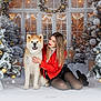 woman, dog, akita, christmas_tree, ornaments, winter, snow, holiday, festive, red_jacket, black_skirt, tights, boots, smiling, indoor, decorations, lights, celebration, portrait, seasonal