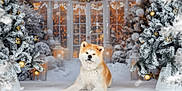 Tamaki a rejoint le concours — aidez-le/la à gagner de superbes lots ! akita, dog, snow, winter, christmas_tree, ornaments, golden_baubles, festive, holiday, decorations, frosted_trees, snowfall, cozy, warm_lighting, indoor, portrait, animal, pet, relaxed, seasonal