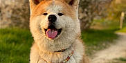 Tamaki a rejoint le concours — aidez-le/la à gagner de superbes lots ! akita, animal, beads, blossom, collar, cute, dog, fluffy, grass, happy, nature, outdoor, path, pet, portrait, spring, sunlight, tag, tongue_out, tree