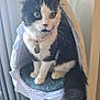Pud Puds is registered to the contest to win money with this photo: bell, black_and_white, cat, cat_bed, cat_tree, collar, cozy, curious, domestic_cat, ears, feline, fluffy_tail, fur, home, indoor, paws, pet, resting, soft, whiskers