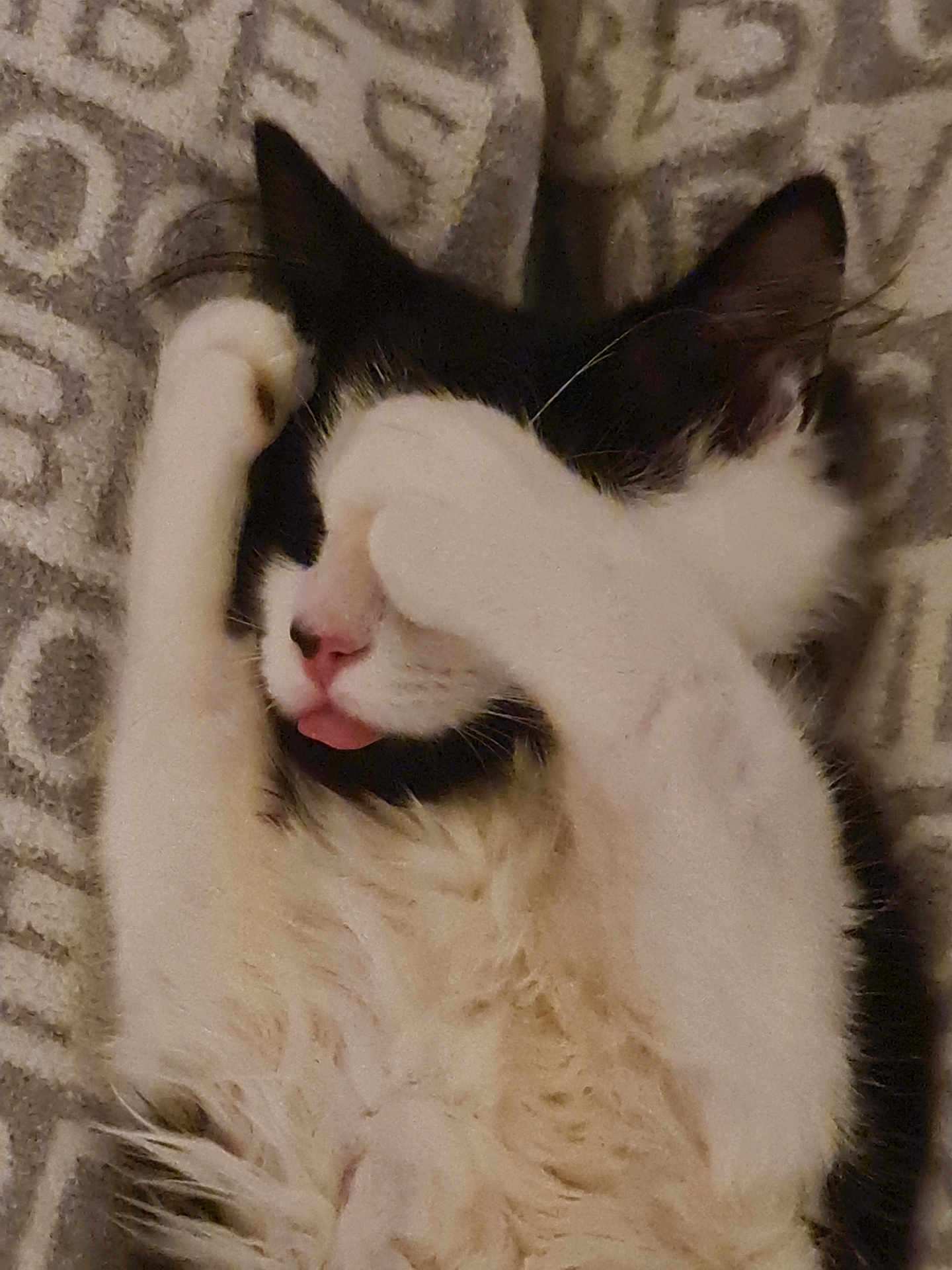 Pud Puds joined the competition — help win amazing prizes! animal, black_and_white, blanket, cat, close_up, covering_eyes, cozy, cute, domestic_animal, feline, fur, indoor, pattern, paw, pet, relaxed, resting, sleeping, tongue, whiskers