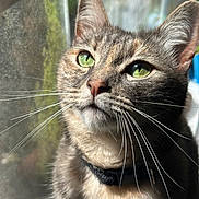Millie is registered to the contest to win money with this photo: cat, tabby, green_eyes, whiskers, close_up, portrait, feline, pet, domestic_cat, window, natural_light, fur, animal, indoor, looking_away, collar, face, ears, soft_light, background_blur