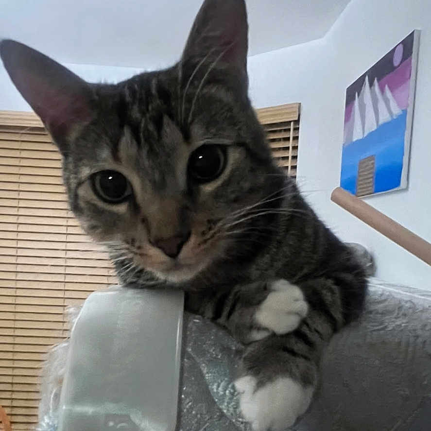 Trixter joined the competition — help win amazing prizes! abyssinian, animal, architecture, building, cat, computerhardware, couch, electronics, furniture, hardware, indoors, interiordesign, kitten, livingroom, manx, monitor, pet, room, screen, tv