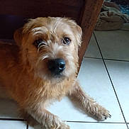 Gary is registered to the contest to win money with this photo: animal, brown, canine, companion, curious, cute, dog, domestic, friendly, fur, indoor, looking_up, lying_down, mammal, paw, pet, snout, tile_floor, whiskers, wooden_furniture