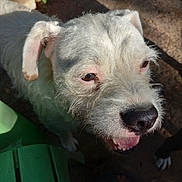 Savage is registered to the contest to win money with this photo: animal, close_up, daylight, dog, ear, expression, fur, green_chair, ground, happy, looking_up, nature, nose, open_mouth, outdoor, pet, scruffy, shadow, sunlight, white_dog