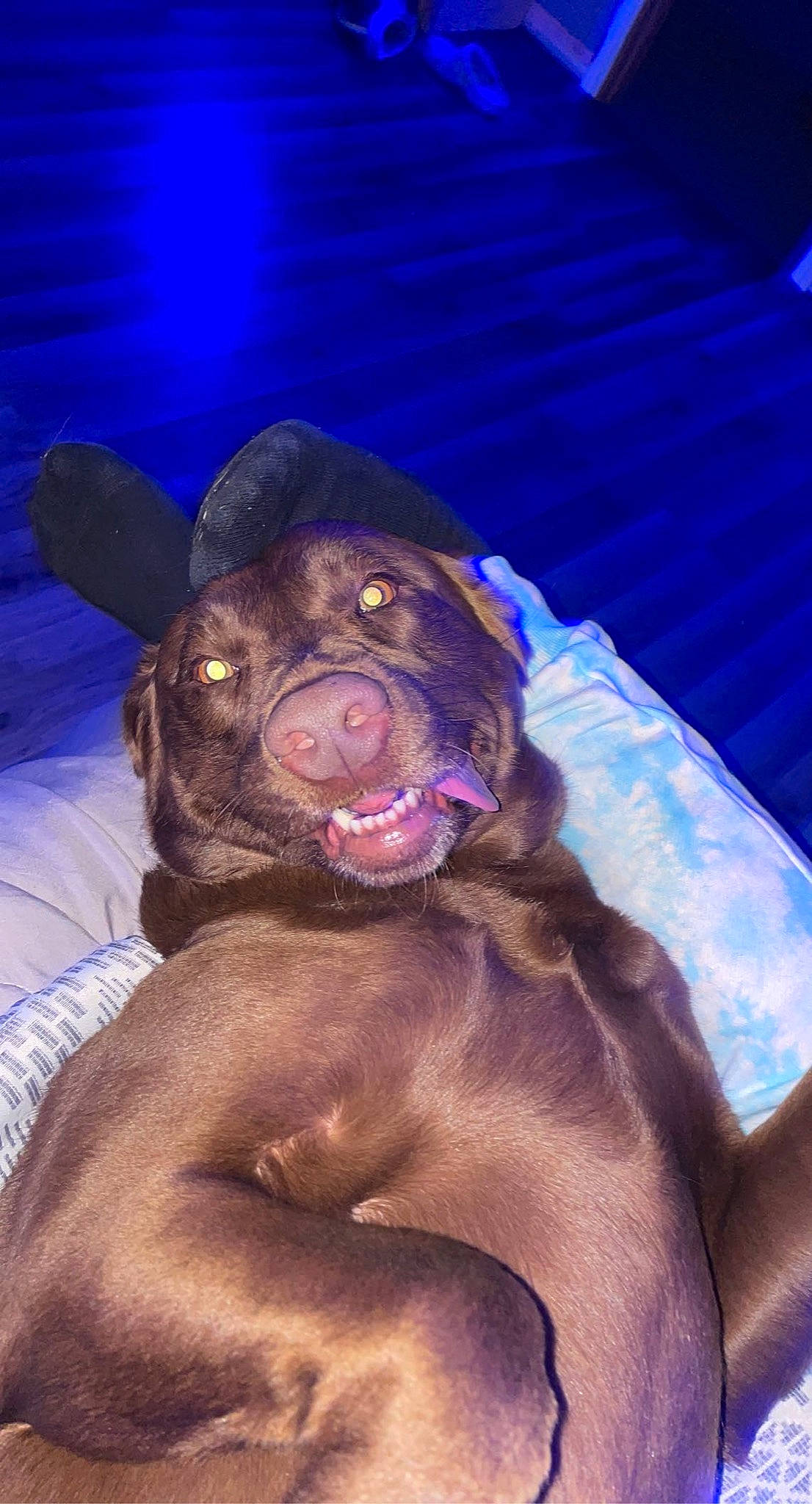 Prim joined the competition — help win amazing prizes! art, blue, canidae, carnivore, companion_dog, dog_breed, electric_blue, fawn, fur, liver, marine_mammal, purple, sculpture, smile, snout, sporting_group, statue, terrestrial_animal, whiskers, working_animal