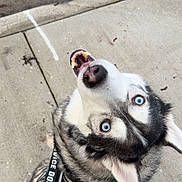Blu is registered to the contest to win money with this photo: black_and_white_fur, blue_eyes, canine, concrete, curb, dog, fur, harness, husky, leash, looking_up, nose, outdoor, portrait, service_dog, sidewalk, sitting, teeth, tilted_head, tongue