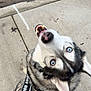 black_and_white_fur, blue_eyes, canine, concrete, curb, dog, fur, harness, husky, leash, looking_up, nose, outdoor, portrait, service_dog, sidewalk, sitting, teeth, tilted_head, tongue