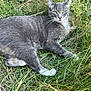 animal, cat, closeup, feline, fur, grass, greenery, grey_cat, lying_down, meadow, nature, outdoor, paws, pet, portrait, relaxed, summer, tabby, whiskers, yellow_eyes