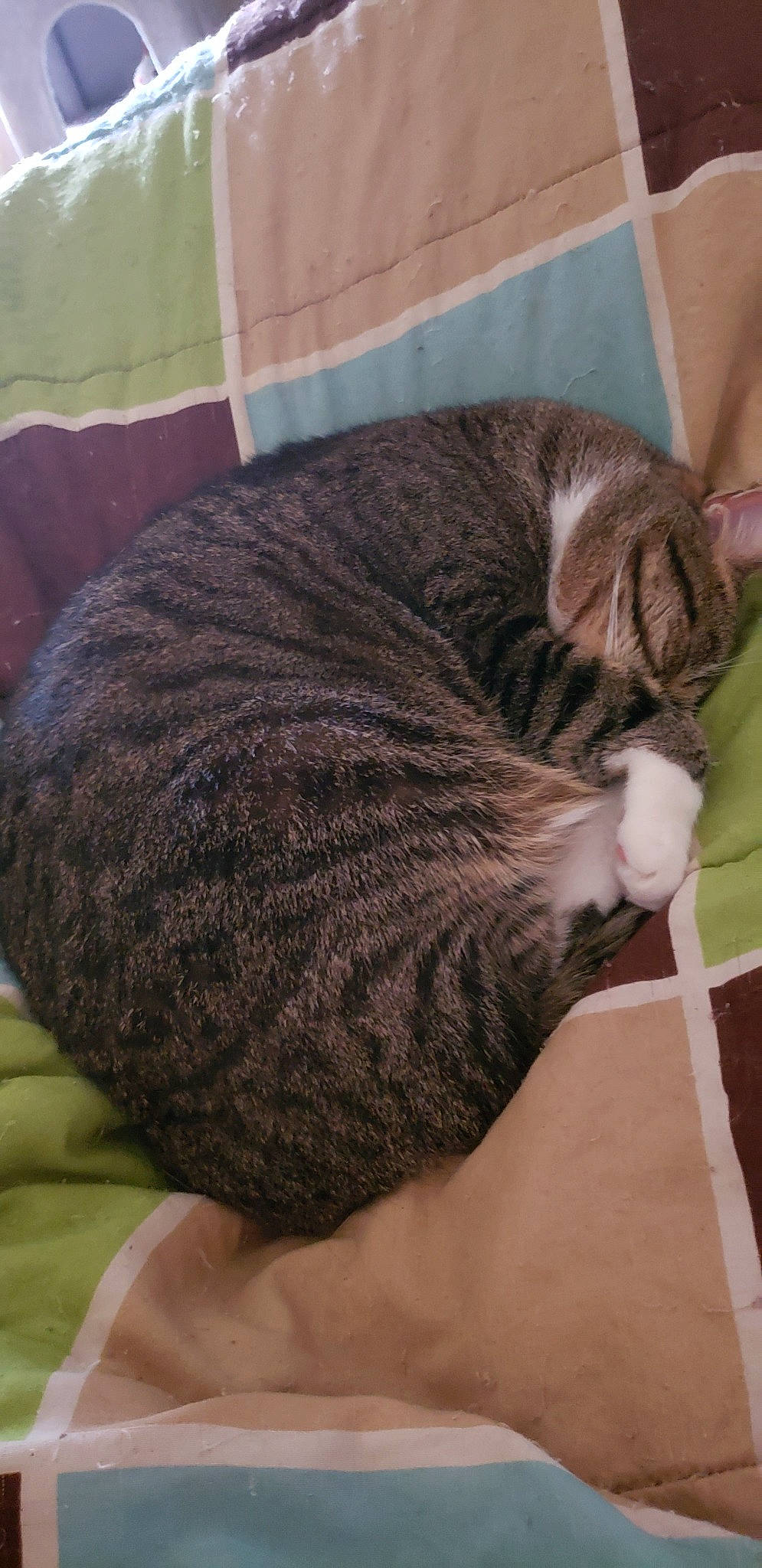 Hazel Grace joined the competition — help win amazing prizes! carnivore, cat, cat_bed, domestic_short_haired_cat, dragon_li, european_shorthair, fawn, felidae, mammal, nap, sleep, small_to_medium_sized_cats, tabby_cat, tail, whiskers