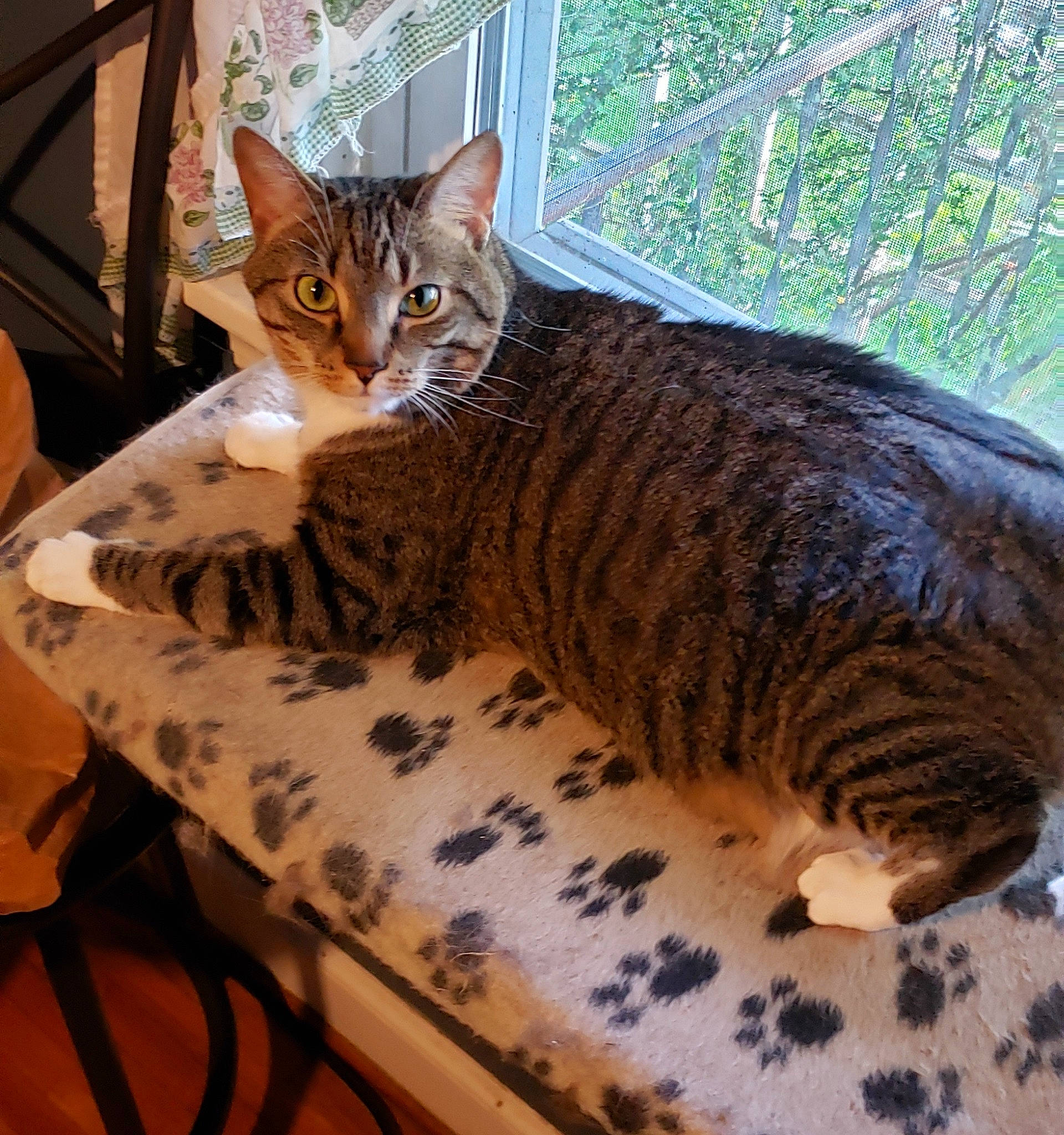 Hazel Grace is registered to the contest to win money with this photo: asian, australian_mist, bengal, california_spangled, carnivore, cat, domestic_short_haired_cat, dragon_li, egyptian_mau, european_shorthair, felidae, mammal, ocicat, pixie_bob, small_to_medium_sized_cats, sokoke, tabby_cat, toyger, vertebrate, whiskers